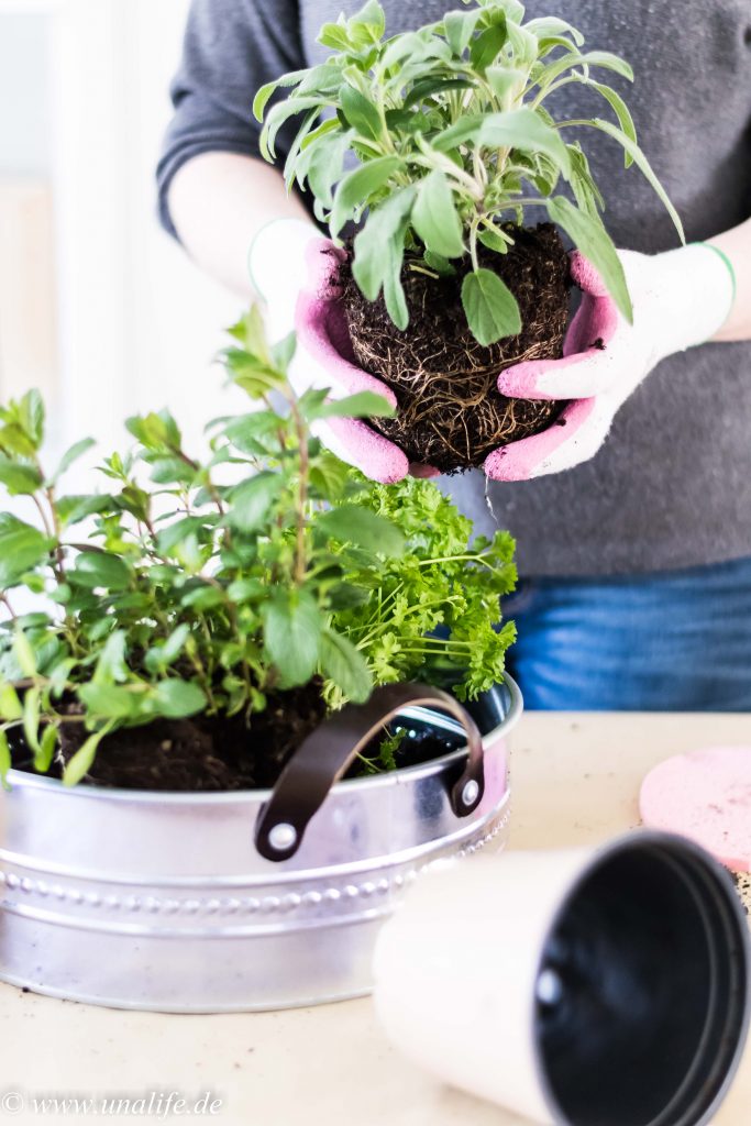 Mein Indoor Kräutergarten & eine bombastische Kräutersuppe zu Ostern