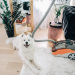 /Anzeige/ FELLWECHSEL – clevere Tipps gegen Hundehaare im Haus